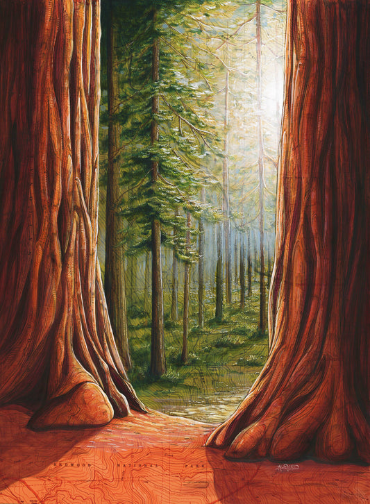 Redwood National Park Fine Art Matted Print