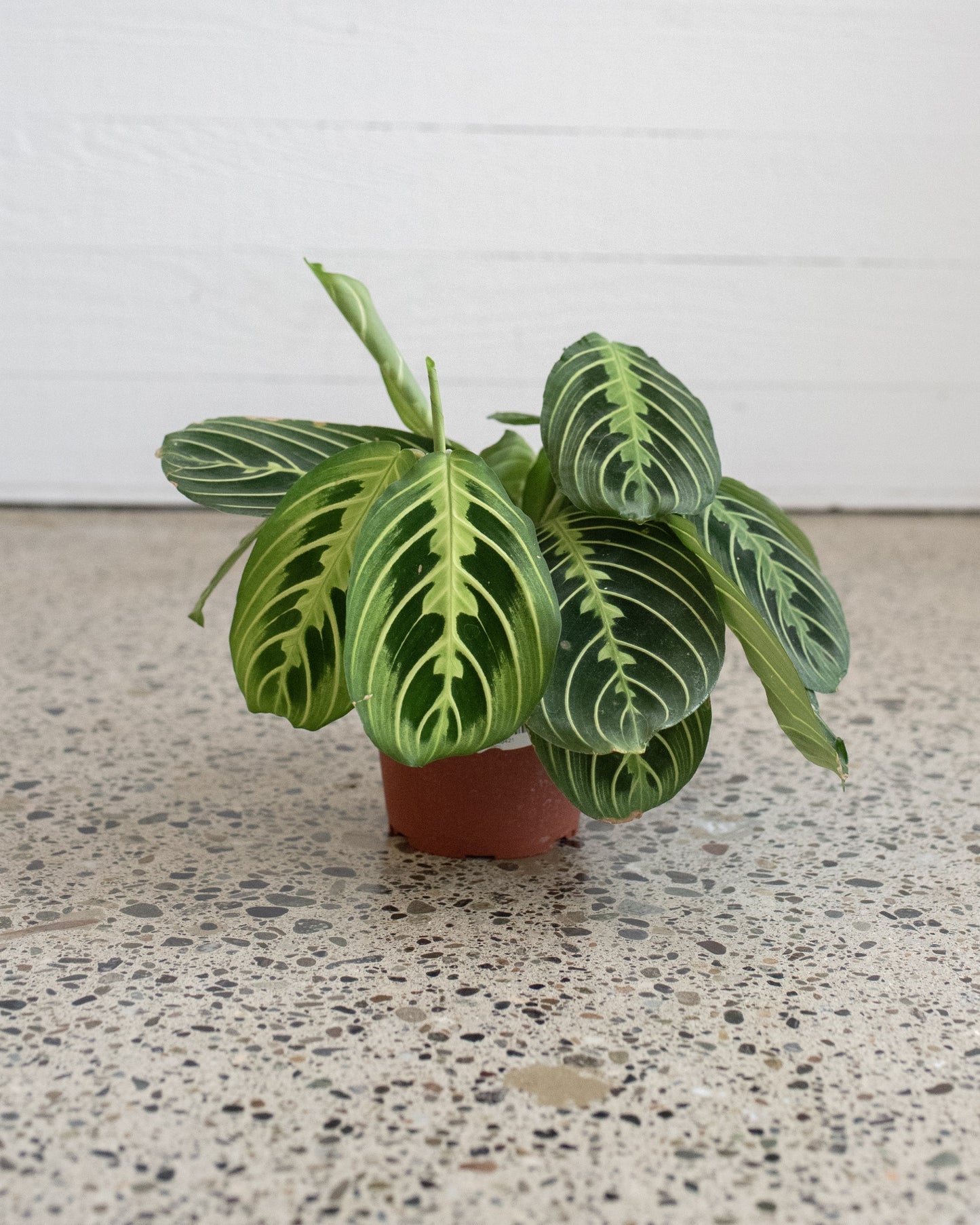 Lemon Lime Prayer Plant