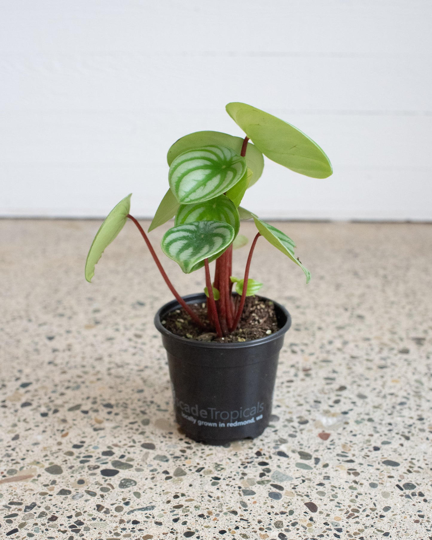 Peperomia