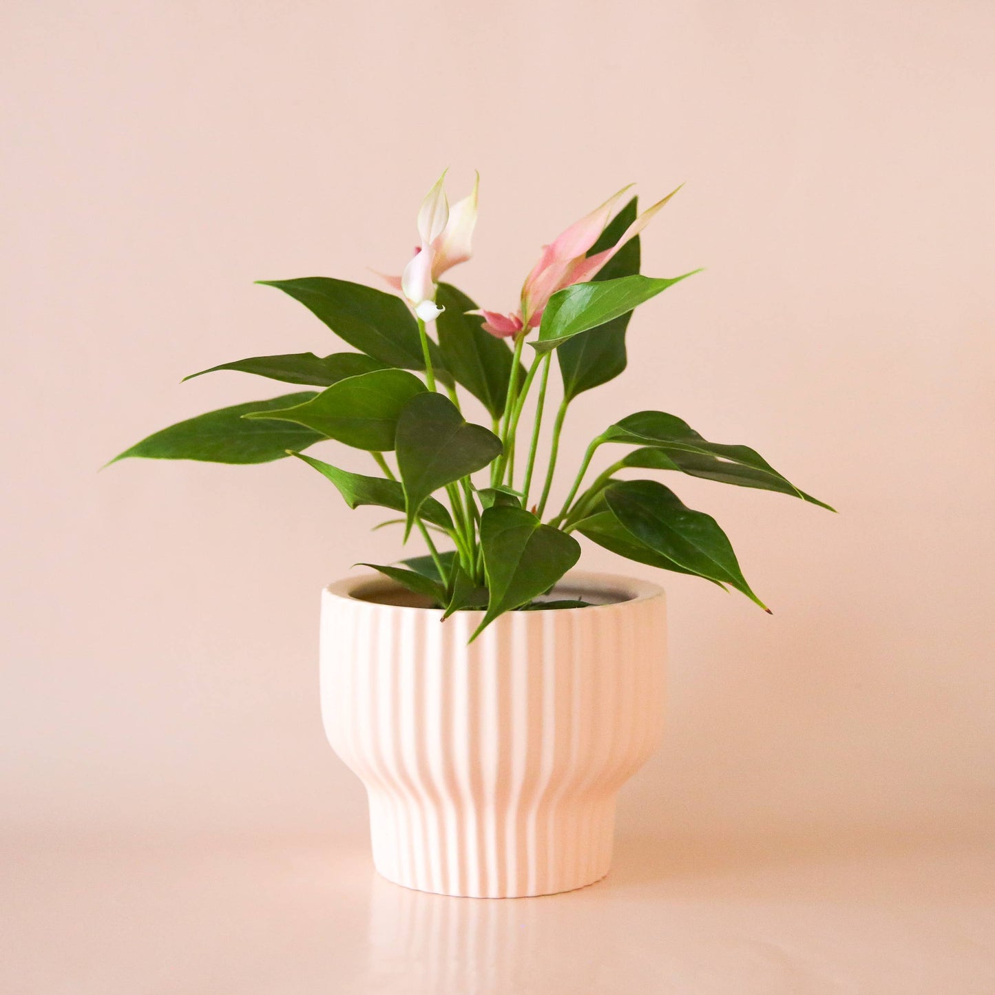 Presley Pedestal Pot | Ballerina: 4.5 inch