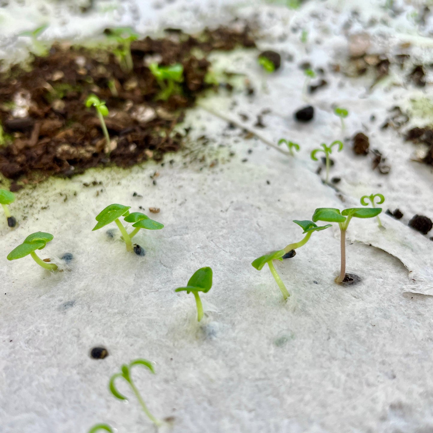 Beauty from Ashes Plantable Wellness Mix Seed Card: Compostable Cello Sleeves, White