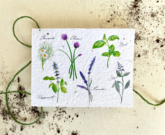 Herb Garden Plantable Seed Card: Compostable Cello Sleeves, White