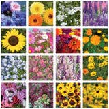 Flowers for Pollinators - Wildflower Mix Seed Packets