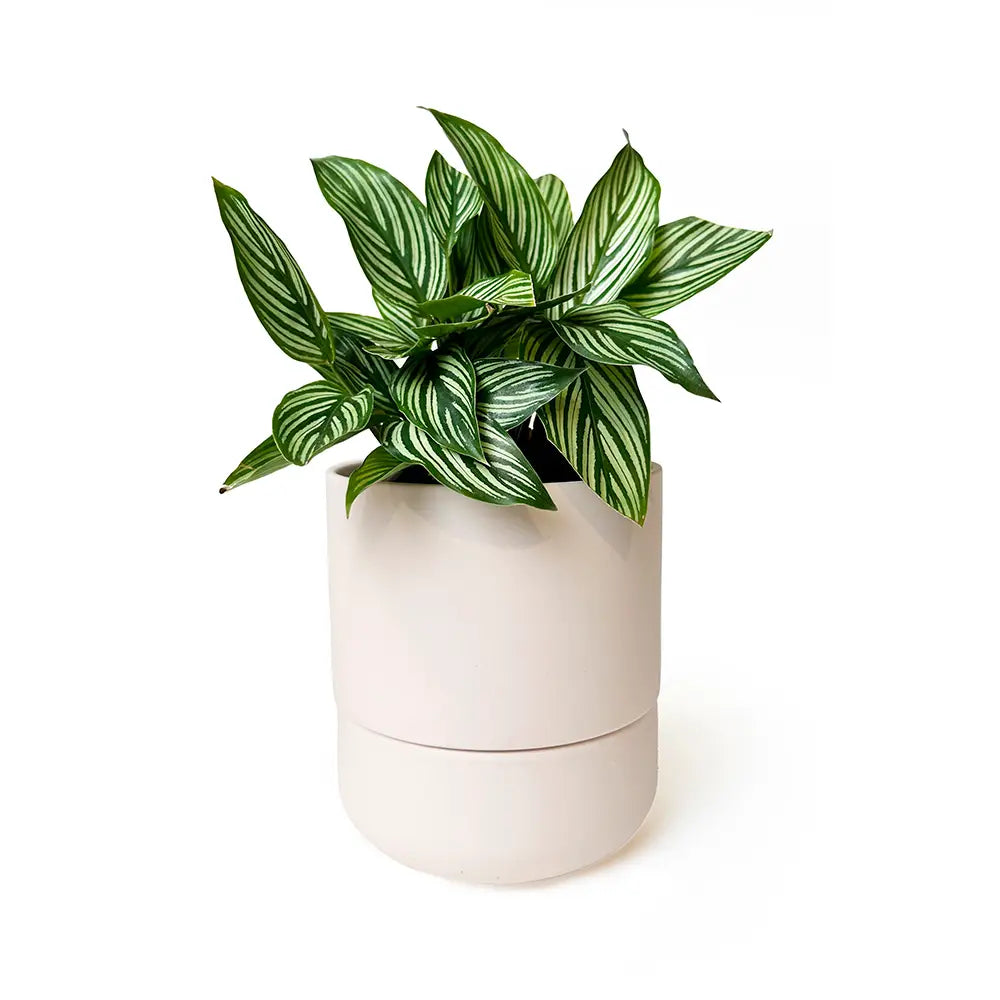 Ryan Self-Watering Plant Pot Kits