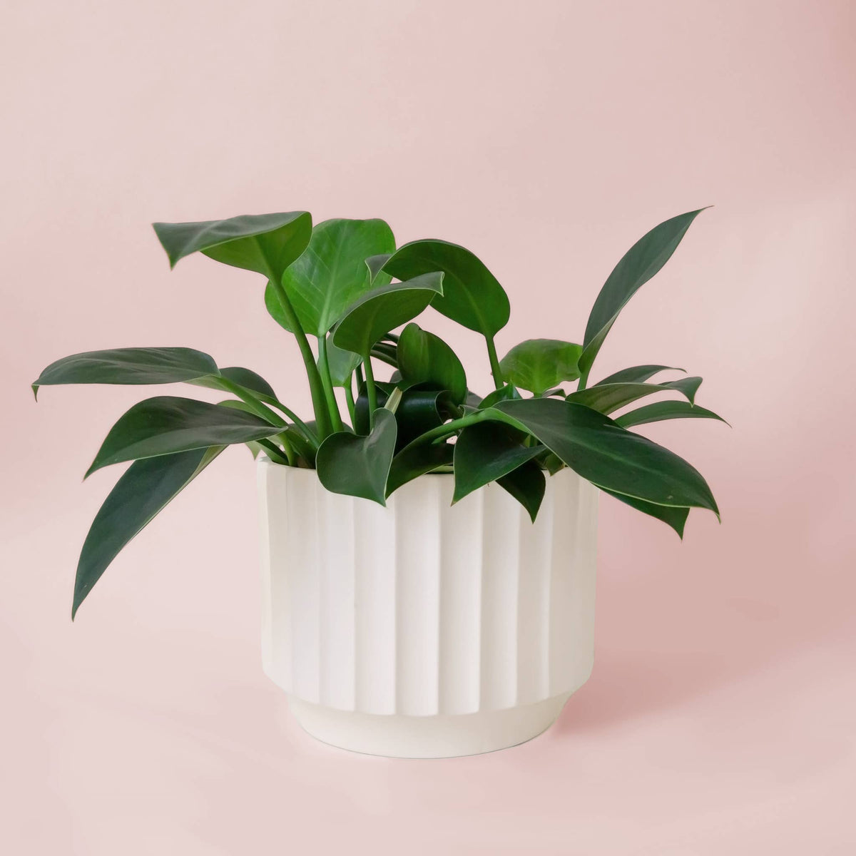 Monroe Planter