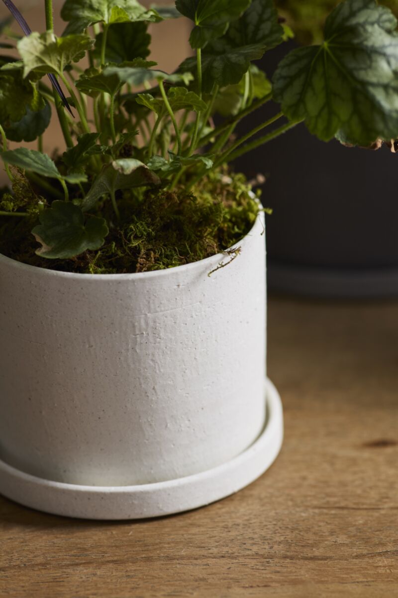 Easton Pot