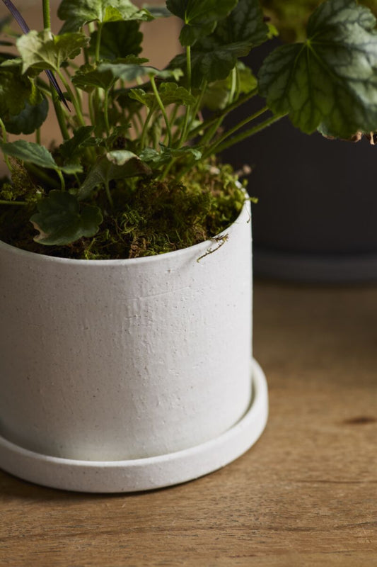 Easton Pot