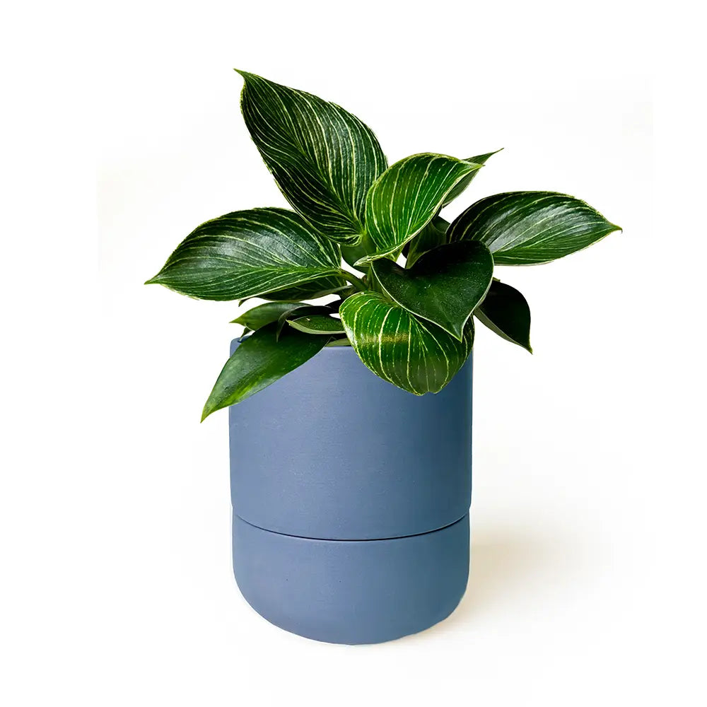 Ryan Self-Watering Plant Pot Kits