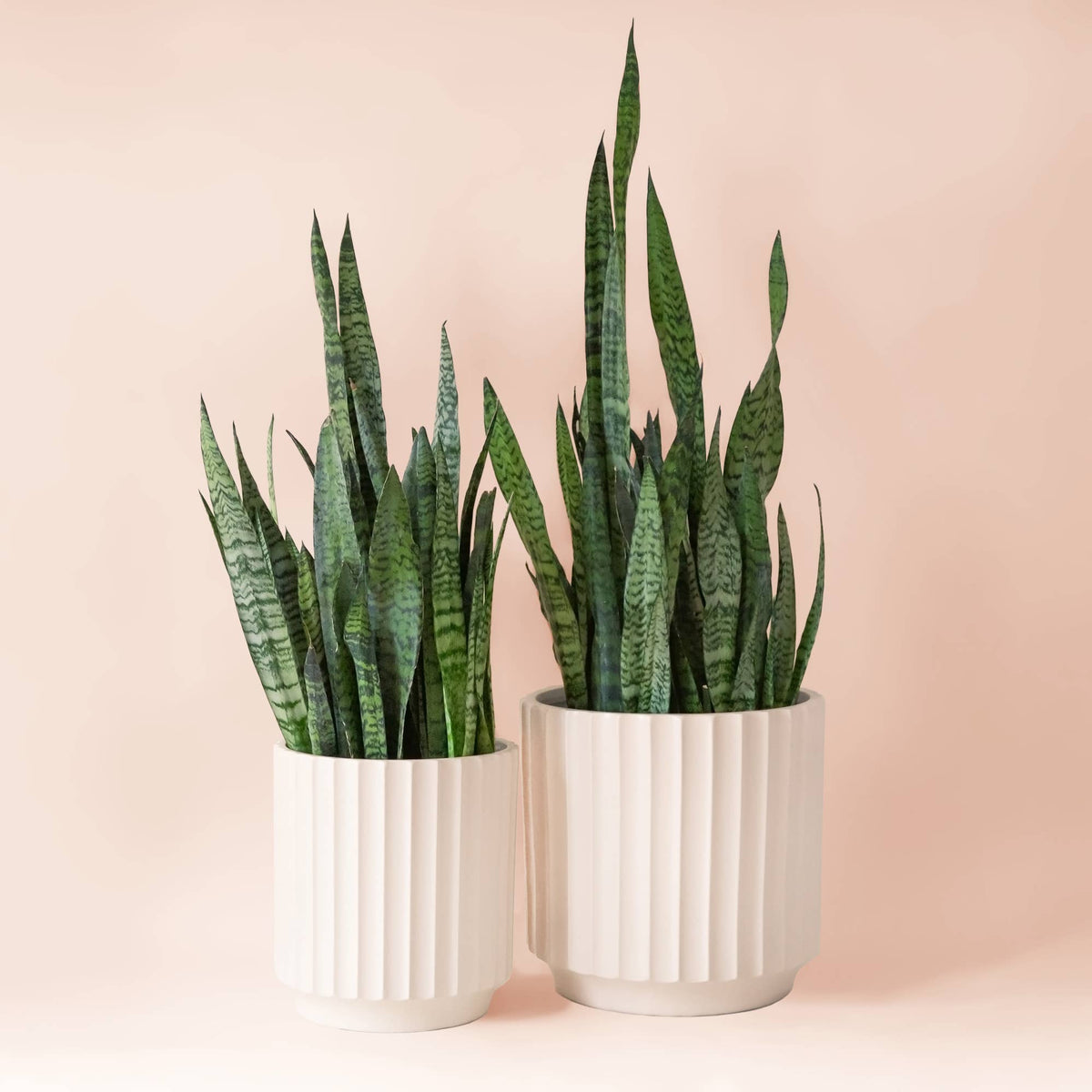 Monroe Planter