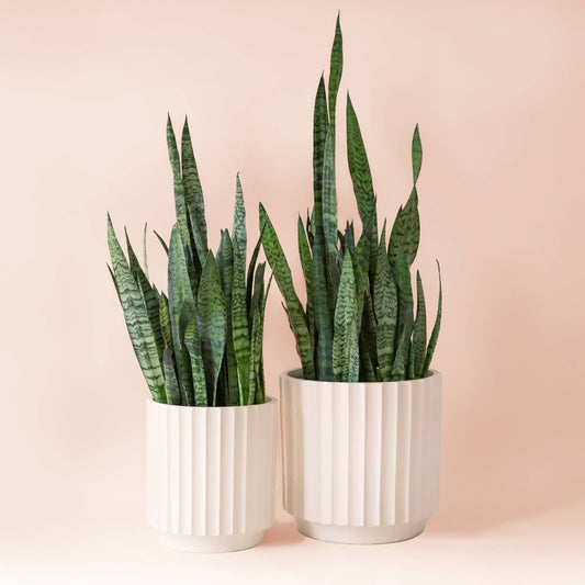 Monroe Planter
