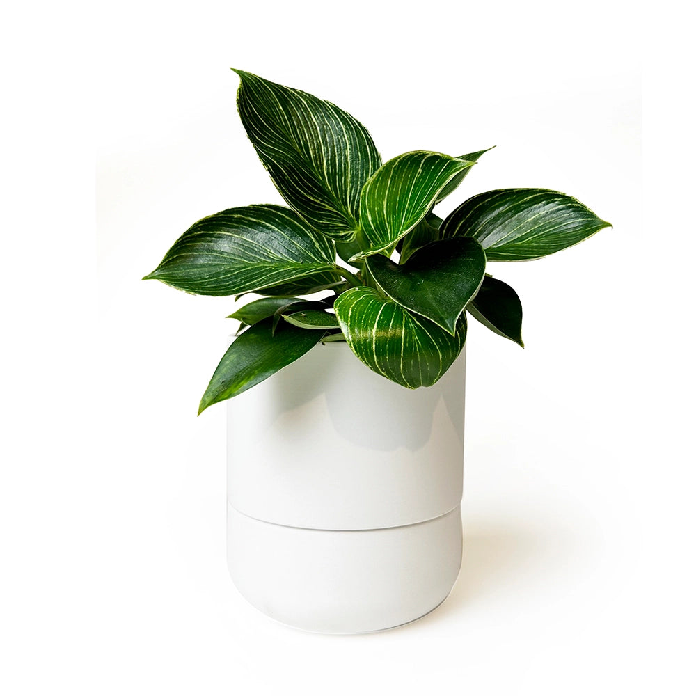 Ryan Self-Watering Plant Pot Kits