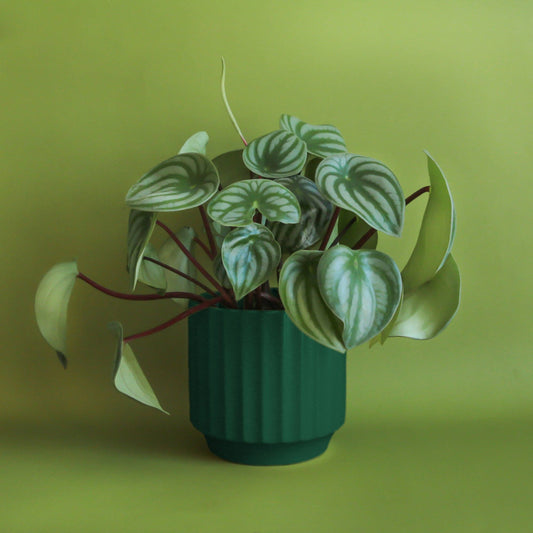 Monroe Planter - Rainforest: 6.75 inch