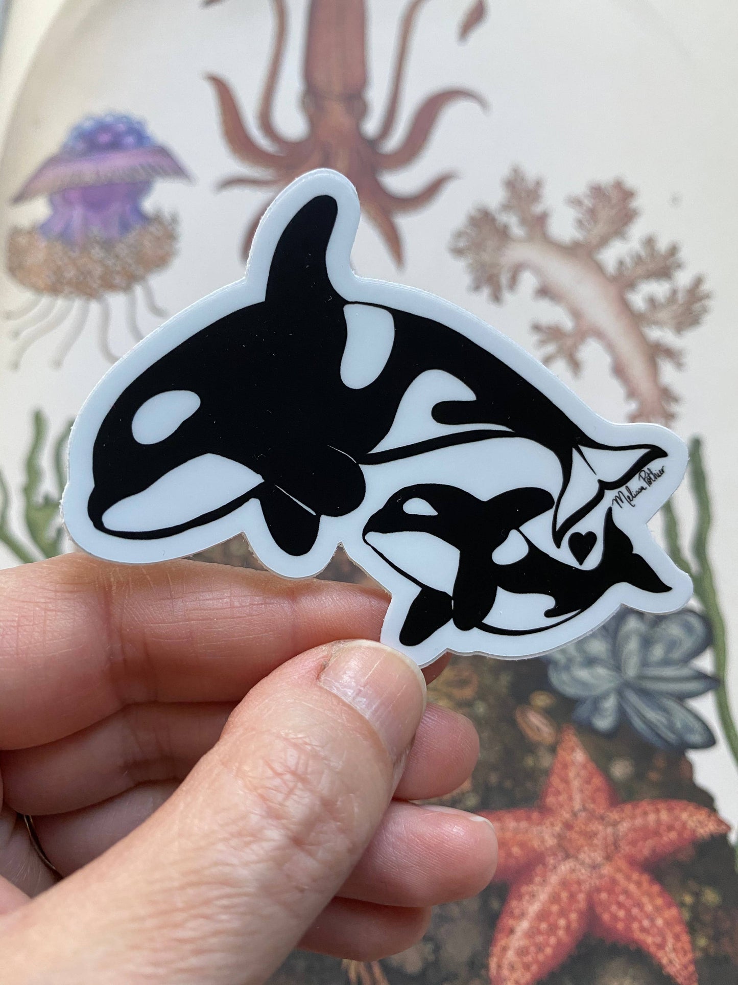 Orca Sticker, Pacific Northwest, Sea Sticker, Ocean Sticker