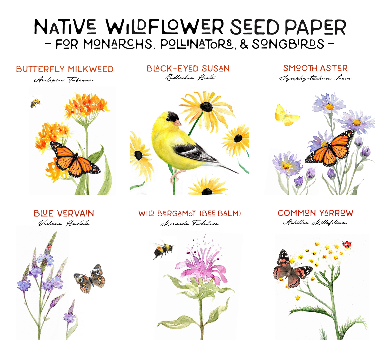 Seeds & Sunshine Plantable NATIVE Wildflower Seed Card