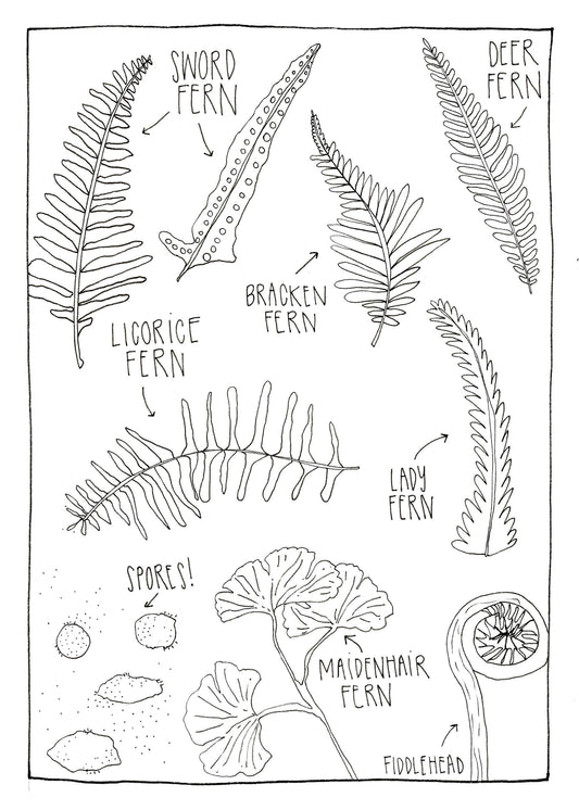 Ferns of The PNW Coloring Postcard