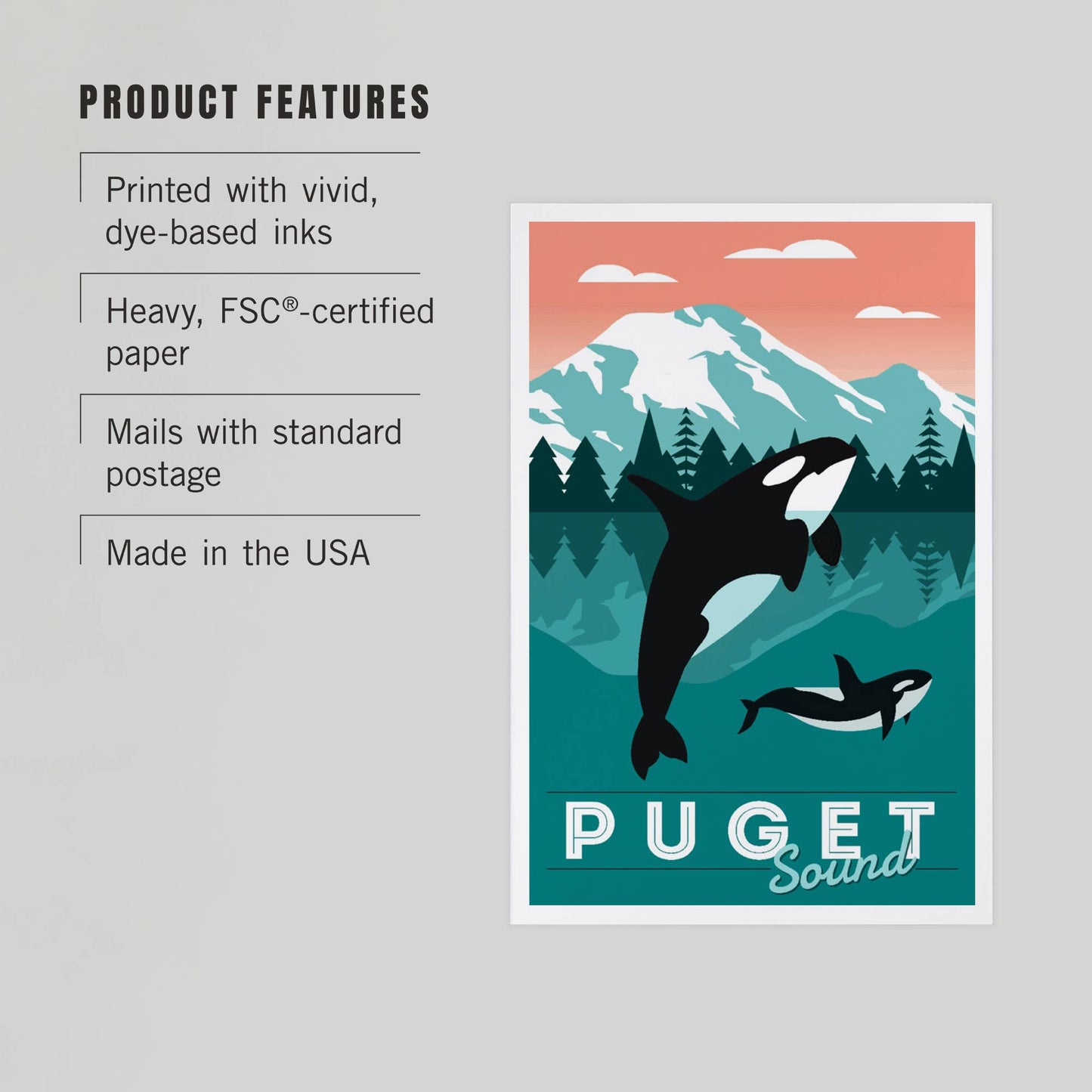Puget Sound, Orca Whale & Calf Postcard