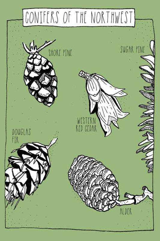 Conifers Postcard
