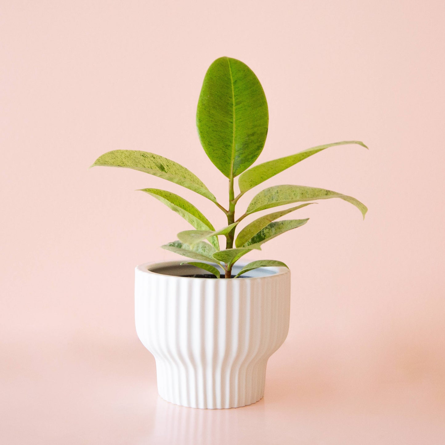 Presley Pedestal Pot - White: 4.5 inch
