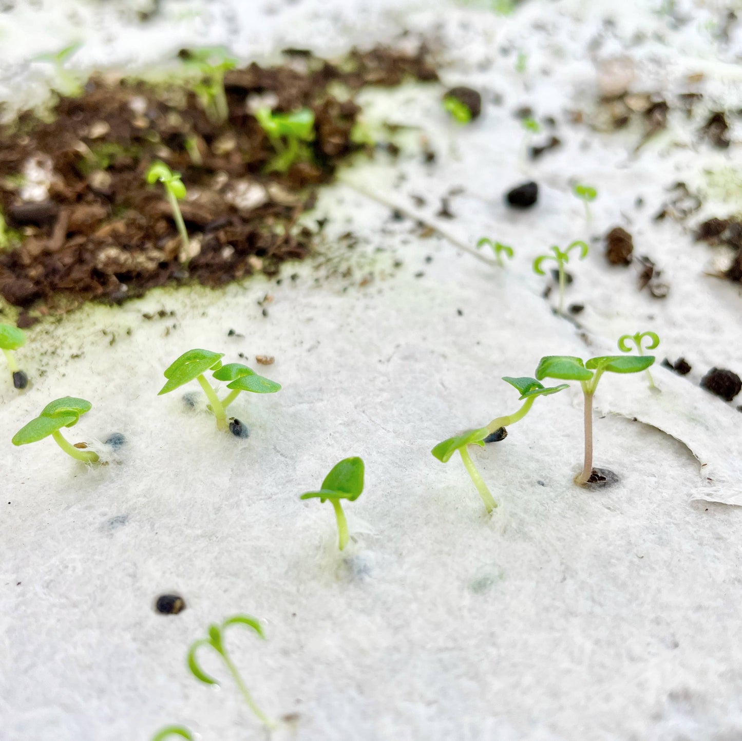 "Seedz.", Plantable Wildflower Seed Card: Compostable Cello Sleeves, White